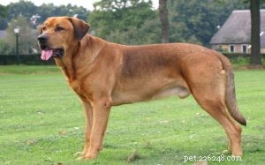 Informations sur la race de chien Broholmer