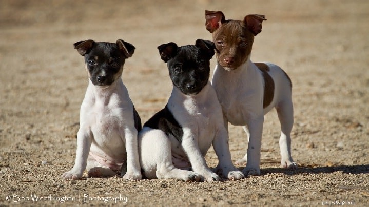 Informazioni sulla razza del cane Rat Terrier