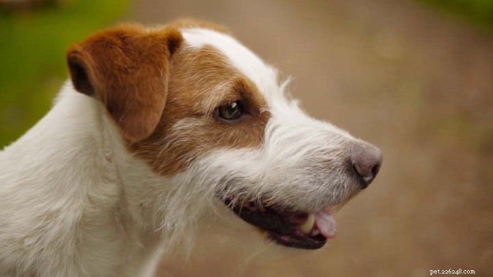 Informações sobre a raça do cão Rat Terrier
