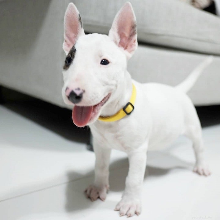 Informazioni sulla razza di cani Bull Terrier in miniatura