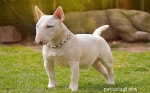 Informações sobre a raça de cães Bull Terrier em miniatura