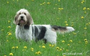 Informações sobre a raça de cães Petit Basset Griffon Vendéen