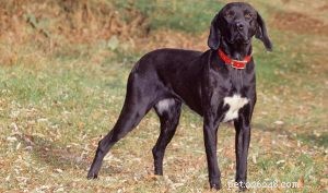 Informações sobre a raça de cães de caça de Plott