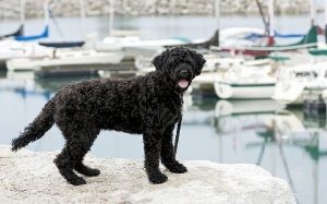 Informations sur la race de chien de berger portugais