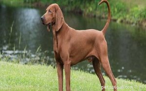 Informace o plemeni psa Redbone Coonhound