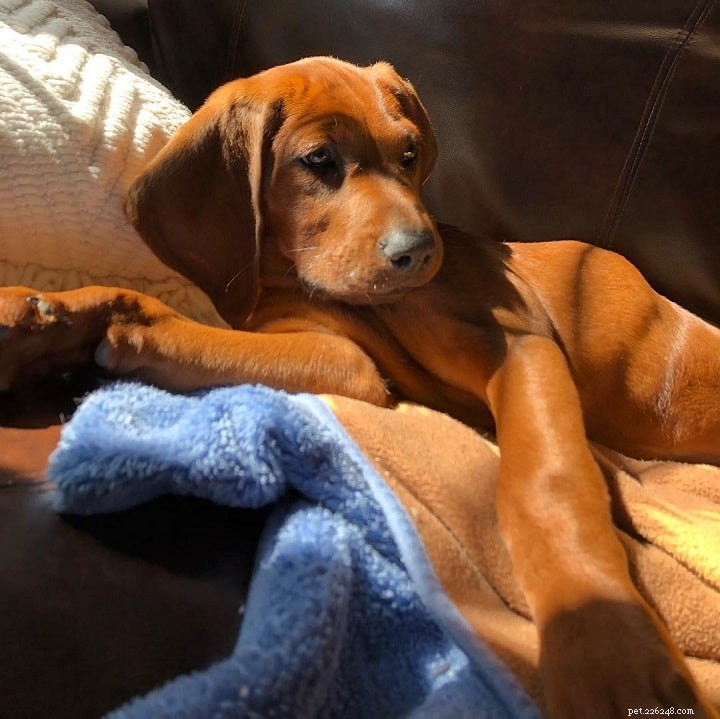 Redbone Coonhound-hondenrasinformatie