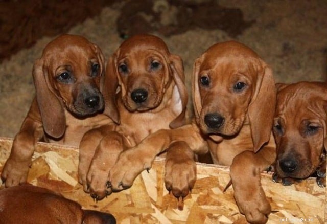 Informações sobre a raça de cães Redbone Coonhound