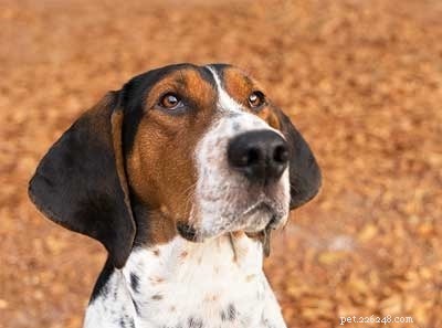 Redbone Coonhound Dog Breed Information