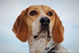 Informations sur la race de chien Redbone Coonhound