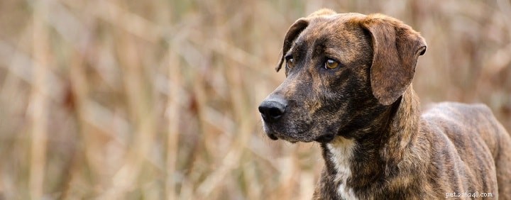 Informace o plemeni psa Redbone Coonhound