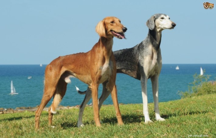 Informazioni sulla razza di cani Saluki