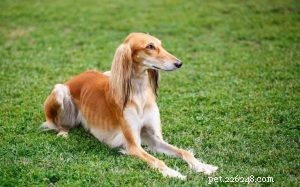 Informazioni sulla razza di cani Saluki