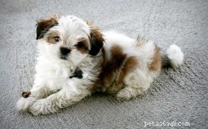 Informazioni sulla razza canina maltese Shih Tzu (Malshi)