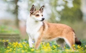Informations sur la race de chien Norvégien Lundehund