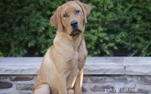 Informazioni sulla razza canina Goldador