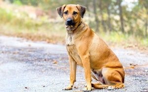 Informações sobre raças de cães curados