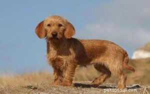 Informações sobre a raça de cães Basset Fauve de Bretagne