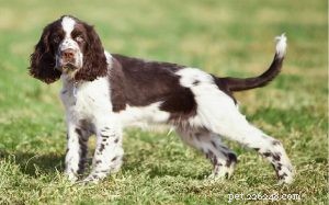 Informazioni sulla razza canina Springer Spaniel inglese