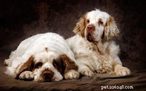 Informations sur la race de chiens Clumber Spaniel