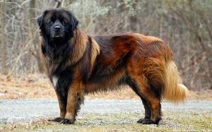 Informações sobre a raça do cão da montanha Estrela