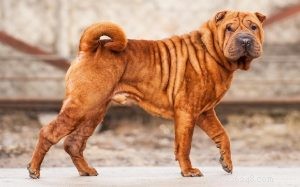 Информация о породе собак китайский шар-пей