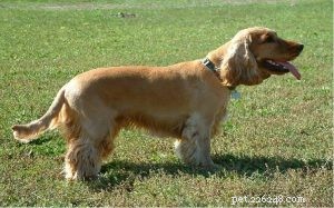 Informazioni sulla razza del cane Cocker Spaniel