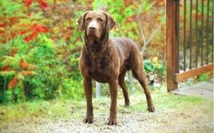 Informações sobre a raça do cão Chesapeake Bay Retriever