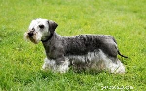 Informatie over hondenras Cesky Terrier