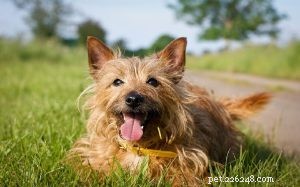 Hundrasinformation om Norwich Terrier