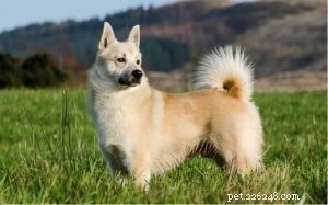 Informations sur la race de chien Buhund norvégien