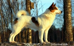 Informations sur la race de chiens Norrbottenspets