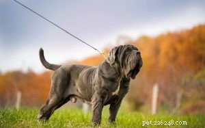 Informações sobre a raça do cão Mastim Napolitano