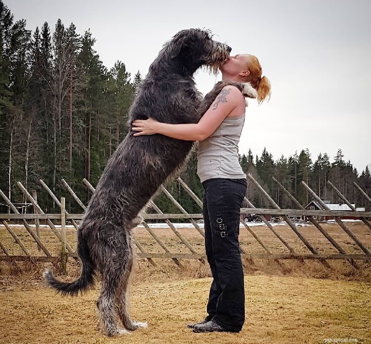 Informações sobre a raça do cão Wolfhound irlandês