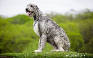 Informações sobre a raça do cão Wolfhound irlandês