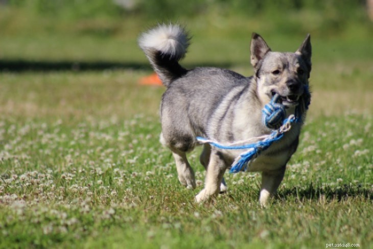 スウェーデンのヴァルハンド犬の品種情報 