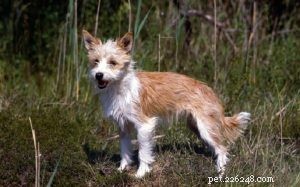 ポルトガルのポデンゴ・ペケノ犬の品種情報 