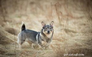 Informatie over Zweedse Vallhund-hondenrassen