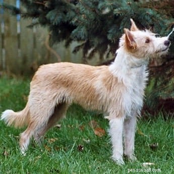 ポルトガルのポデンゴ・ペケノ犬の品種情報 