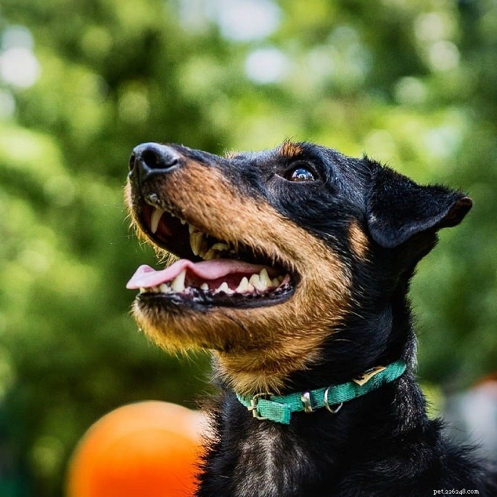 Informazioni sulla razza del cane portoghese Podengo Pequeno