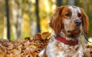 Informatie over hondenras Bretagne Spaniel