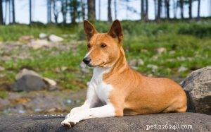 Tipi di razza di cane Basenji Mix e loro comportamento