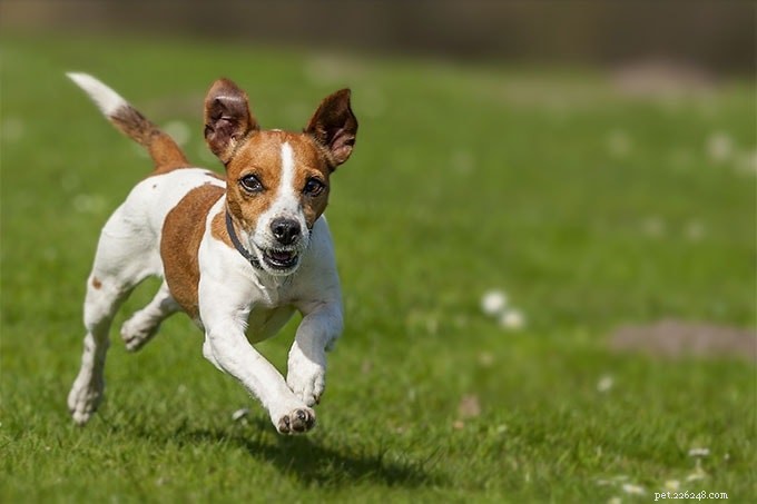 Informations sur la race de chien Fox Terrier lisse