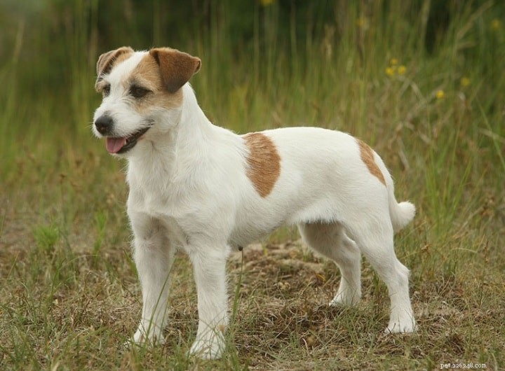 Informazioni sulla razza del cane Fox Terrier liscio