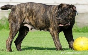 Informações sobre a raça do cão Perro de Presa Canario