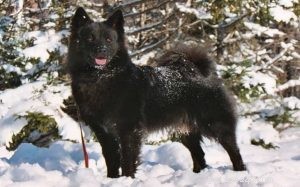 Informace o plemeni švédského laponského psa