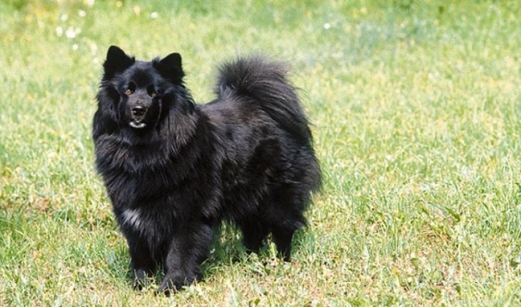 Informazioni sulla razza del cane Lapphund svedese