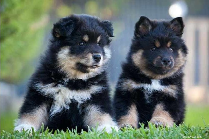 Informazioni sulla razza del cane Lapphund svedese