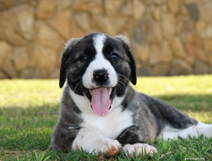 Informazioni sulla razza canina di Rafeiro do Alentejo