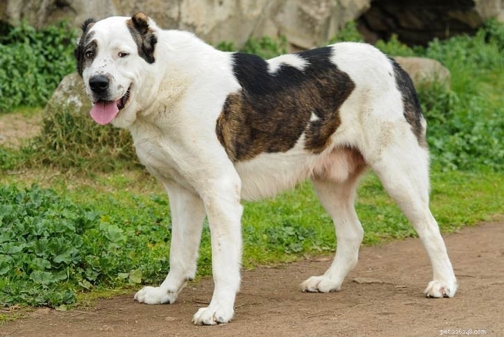 Rafeiro do Alentejo Dog Breed Information