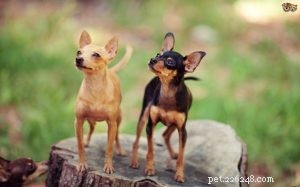 Informações sobre a raça do cão de brinquedo russo